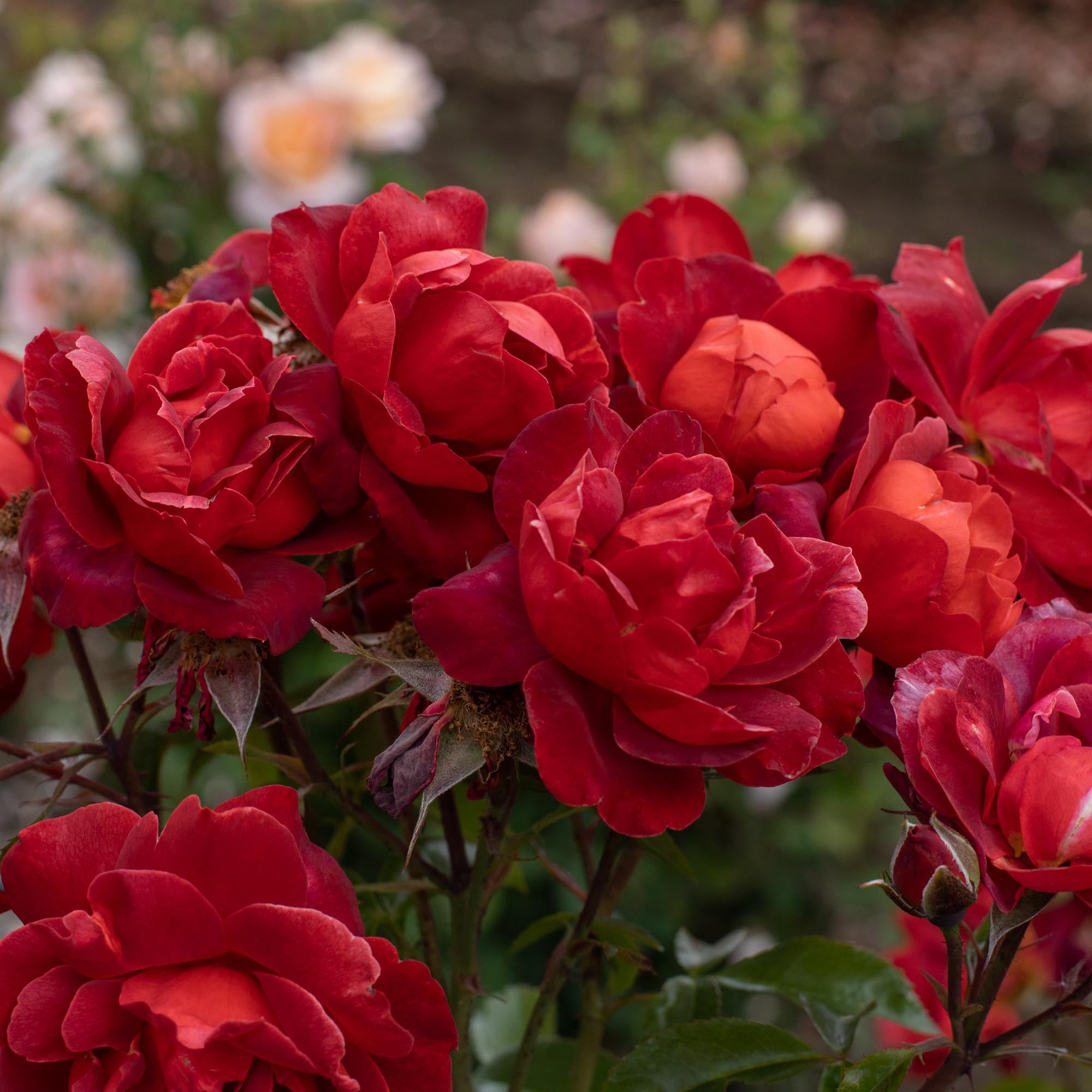 Hot Cocoa Floribunda Rose | Heirloom Roses