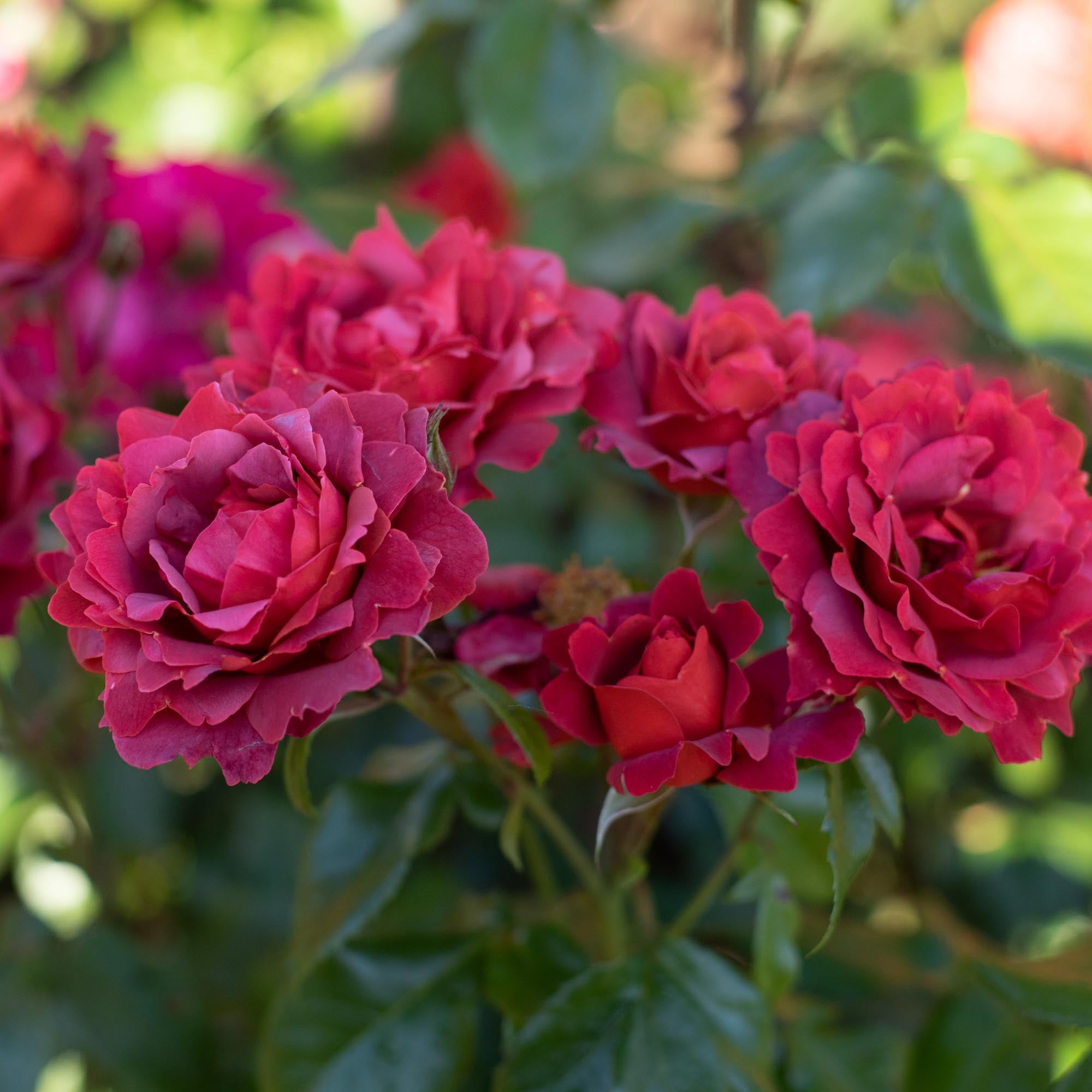 Hot Cocoa Floribunda Rose | Heirloom Roses