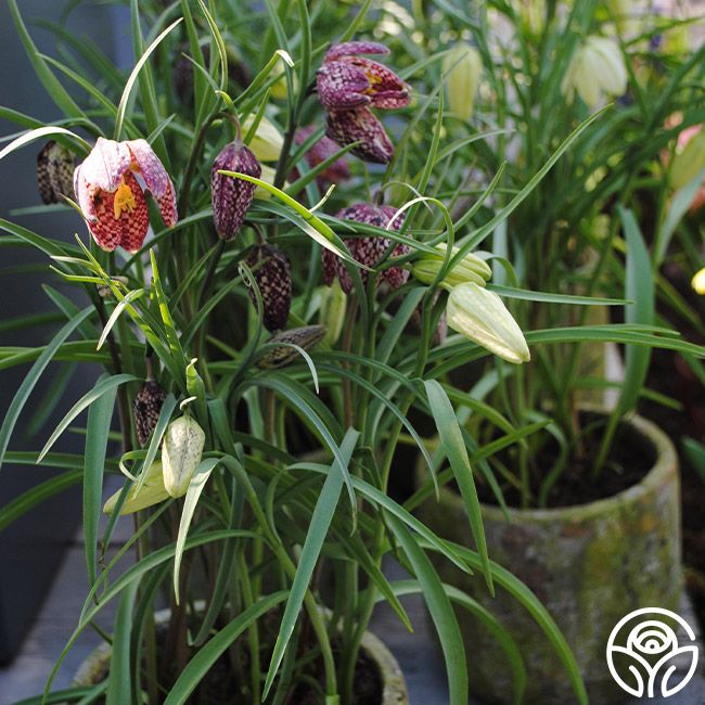 Fritillaria Meleagris Mix