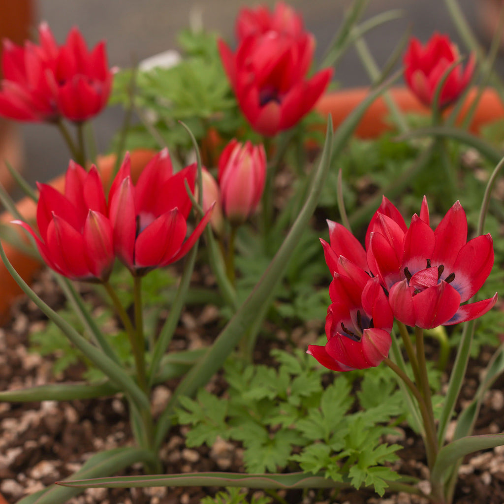 Humilis Little Beauty