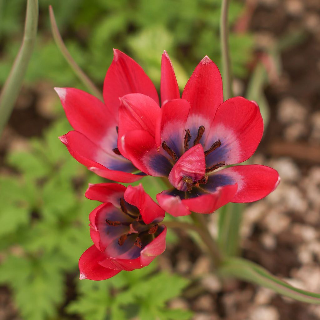 Humilis Little Beauty
