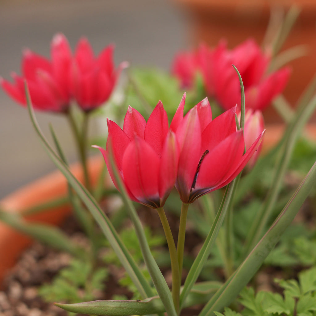Humilis Little Beauty