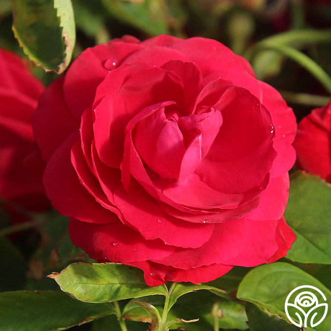 Hunt Red Roses Hunter | Red Rugosa Rose Bush – Heirloom