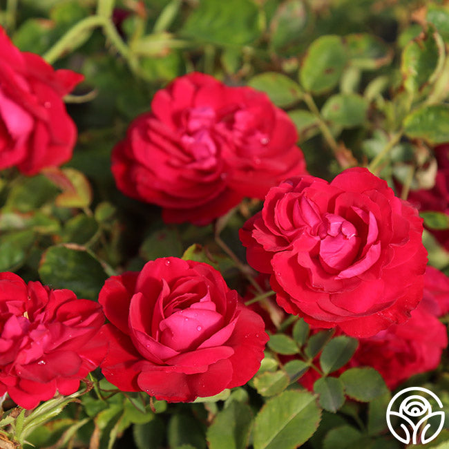 Hunters Green Roses Hunter – Heirloom Roses
