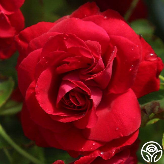 Hunt Red Roses Hunter – Heirloom Roses