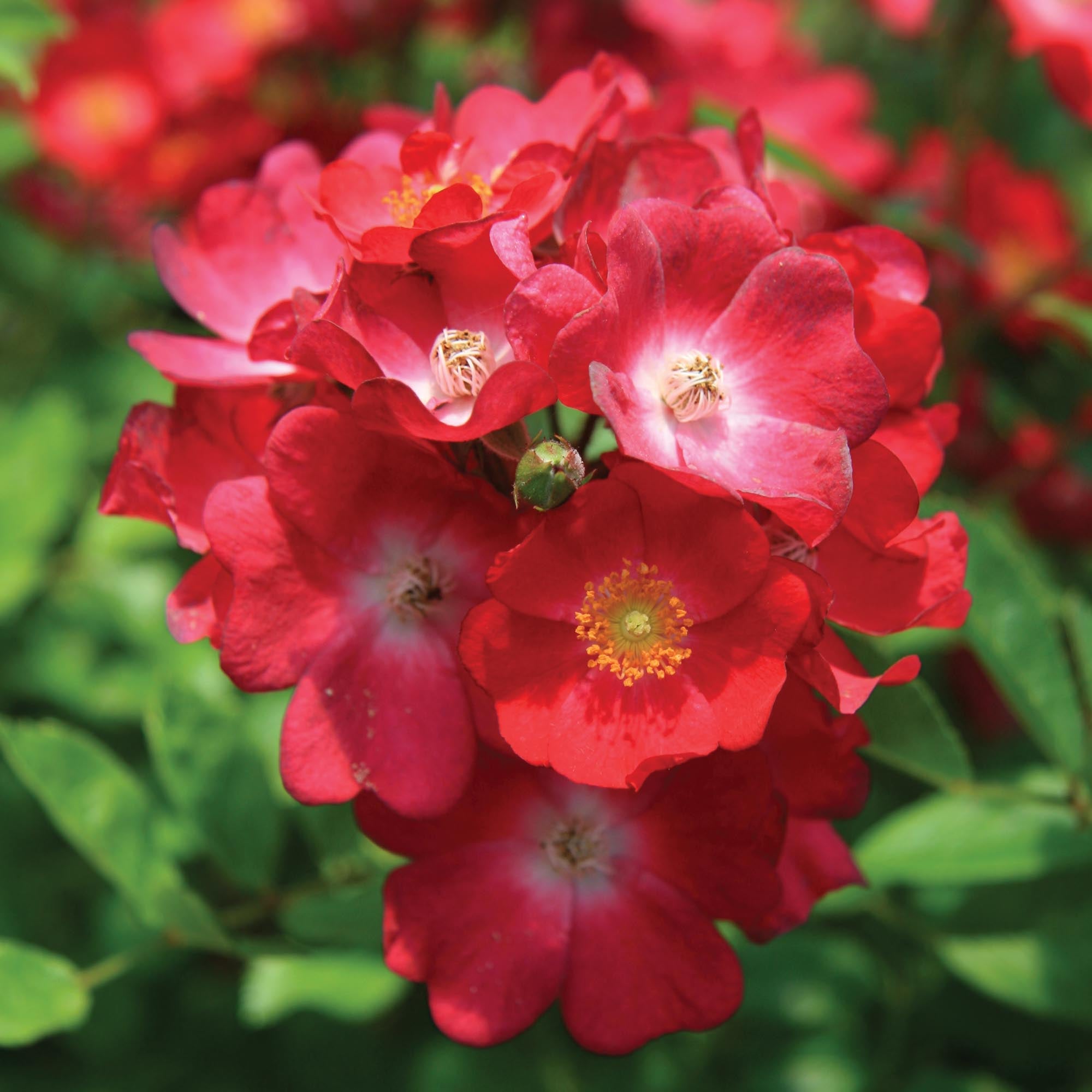 Hydrangealicious®