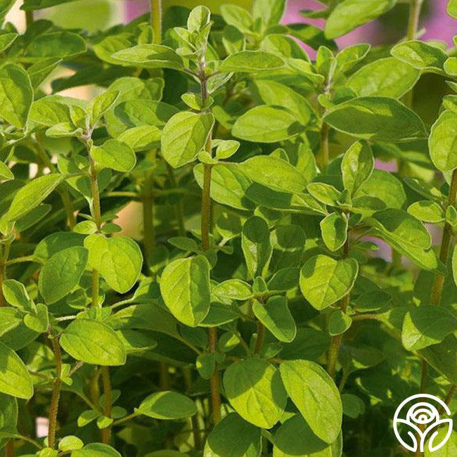 Italian Oregano