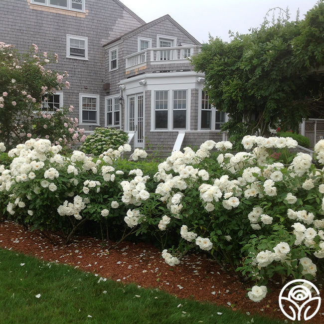 Iceberg Rose - Shrub - Lightly Fragrant – Heirloom Roses