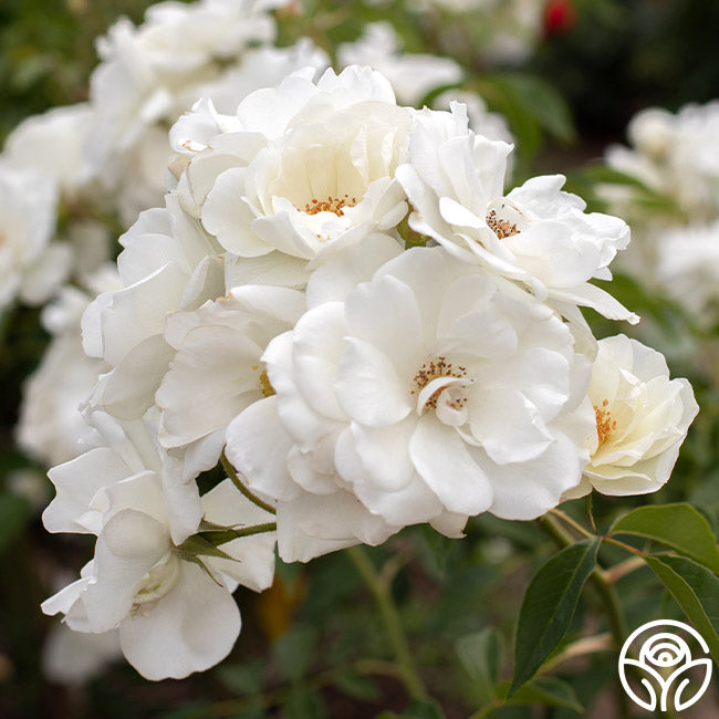 Iceberg Shrub Rose | White Rose Bush – Heirloom Roses
