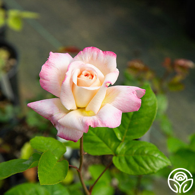 Iowa Belle Hardy Rose | Fragrant Rose Bush – Heirloom Roses