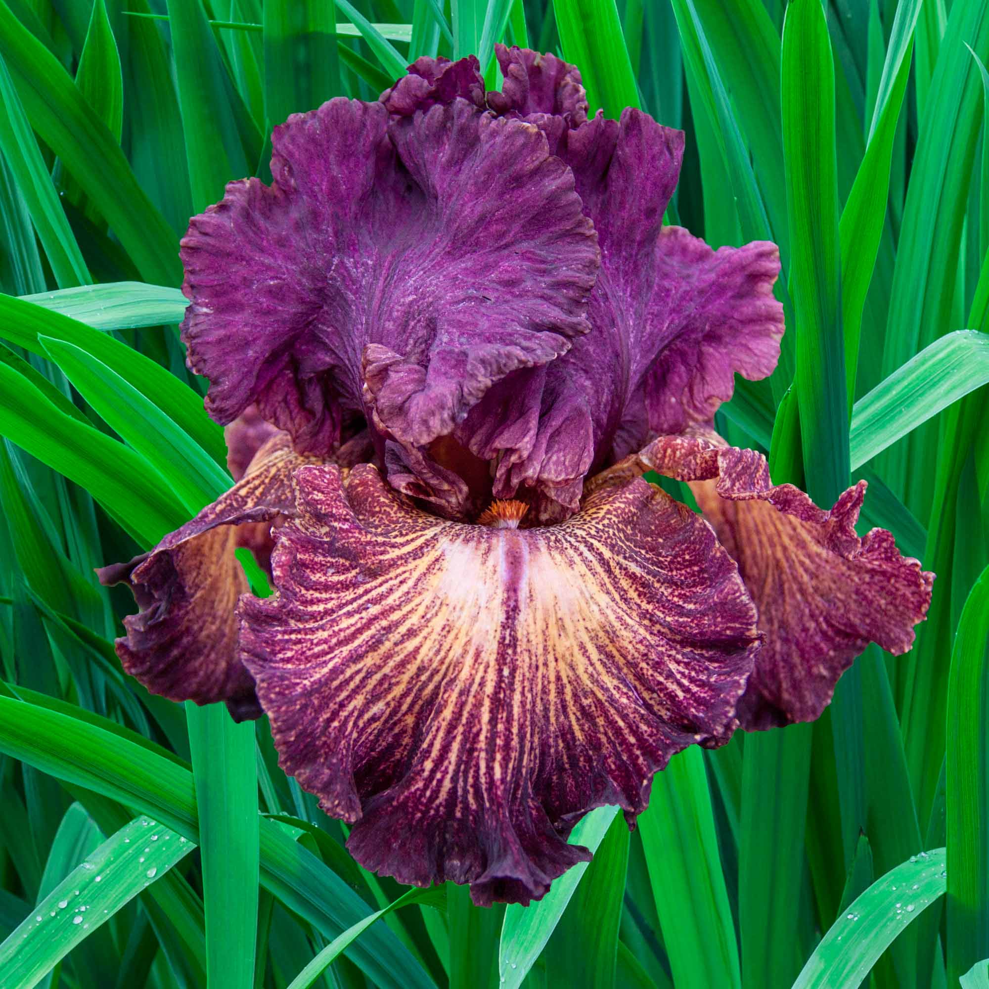 Drama Queen | Iris Bulb For Fall Planting – Heirloom