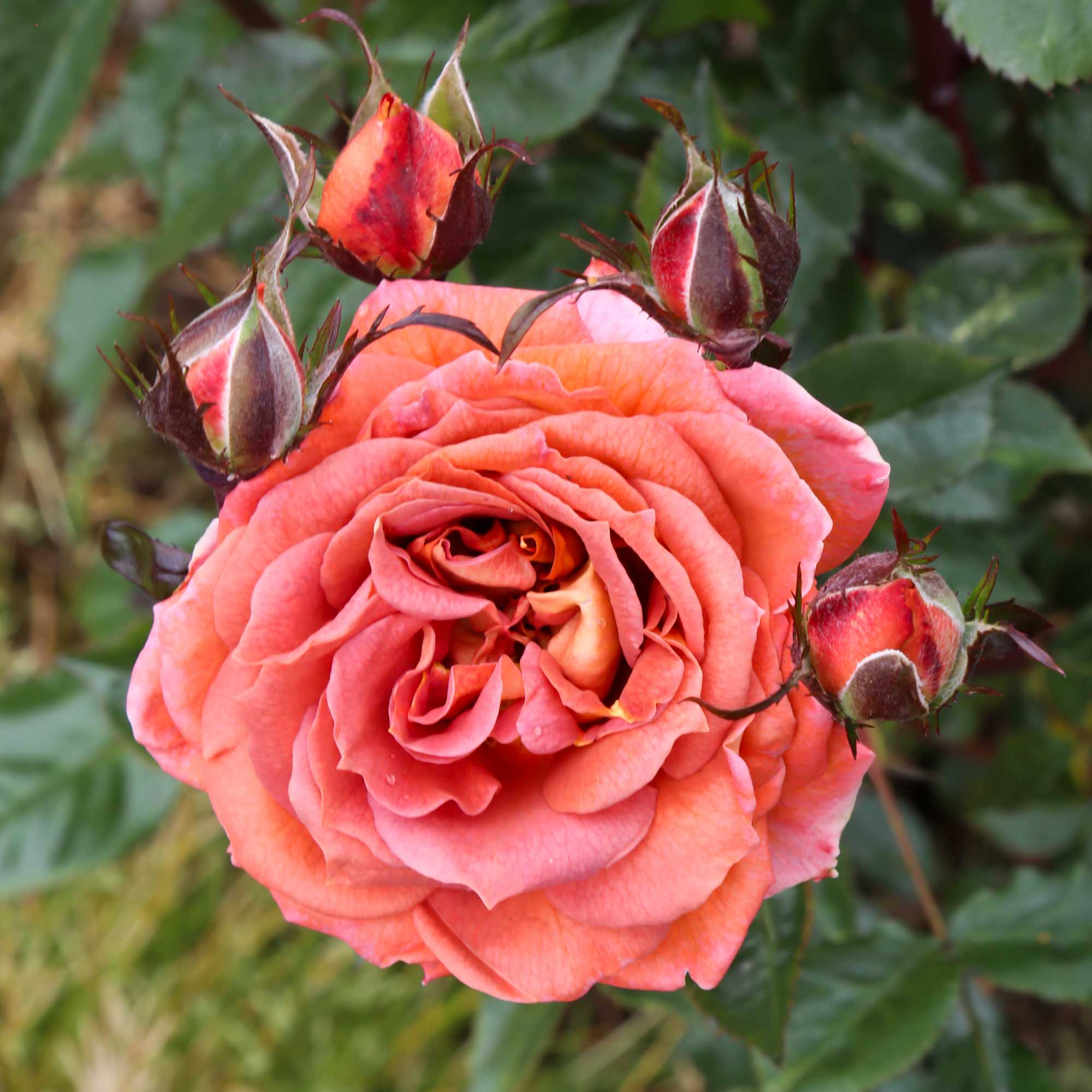 Iris Webb