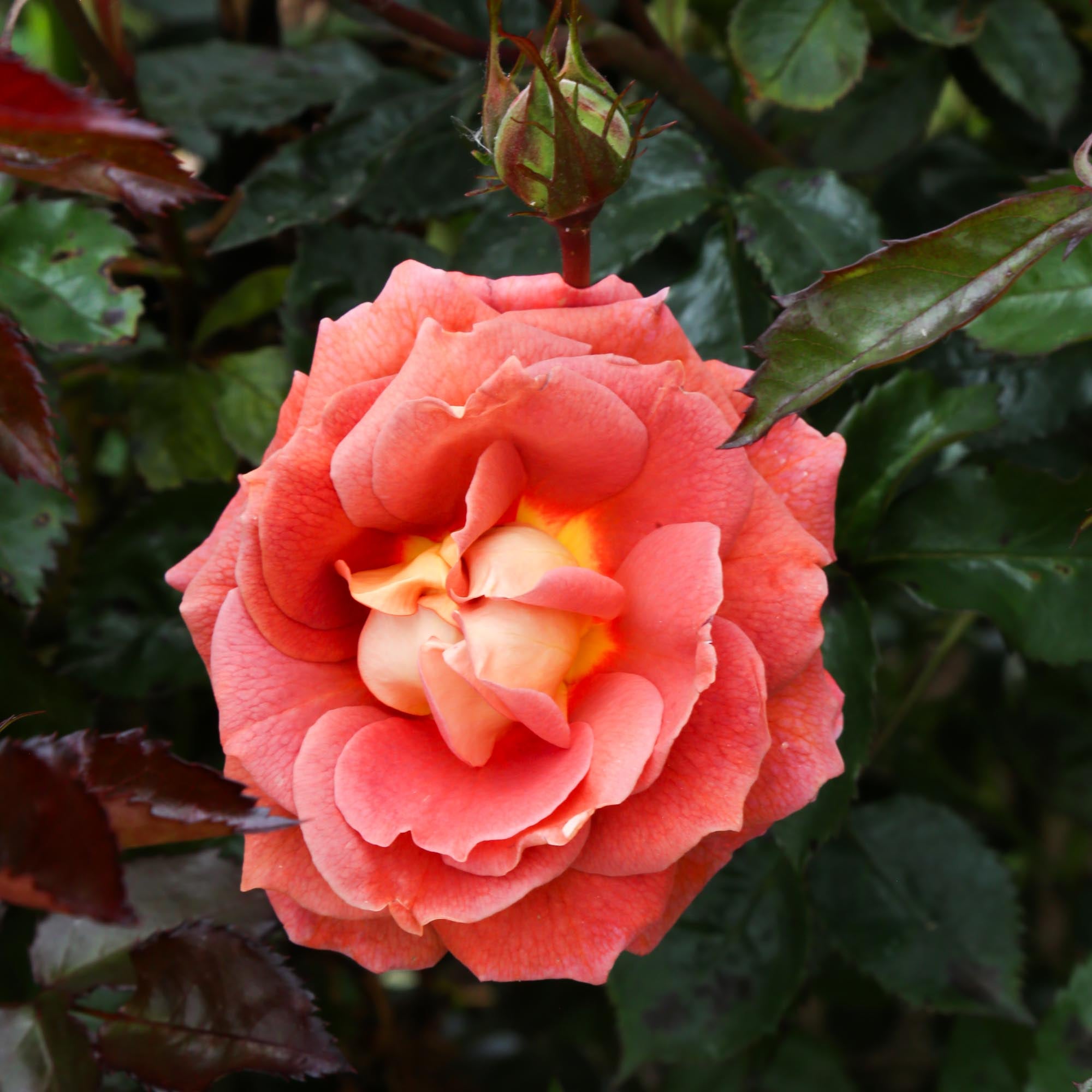 Iris Webb
