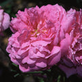 Ispahan