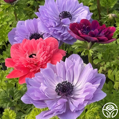 Italian Anemone Pastel Mix
