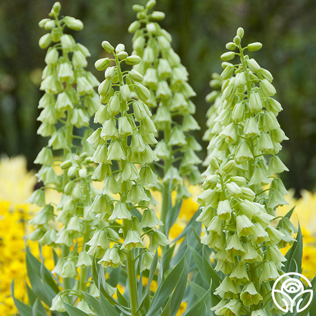 Ivory Bells