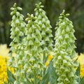 Ivory Bells