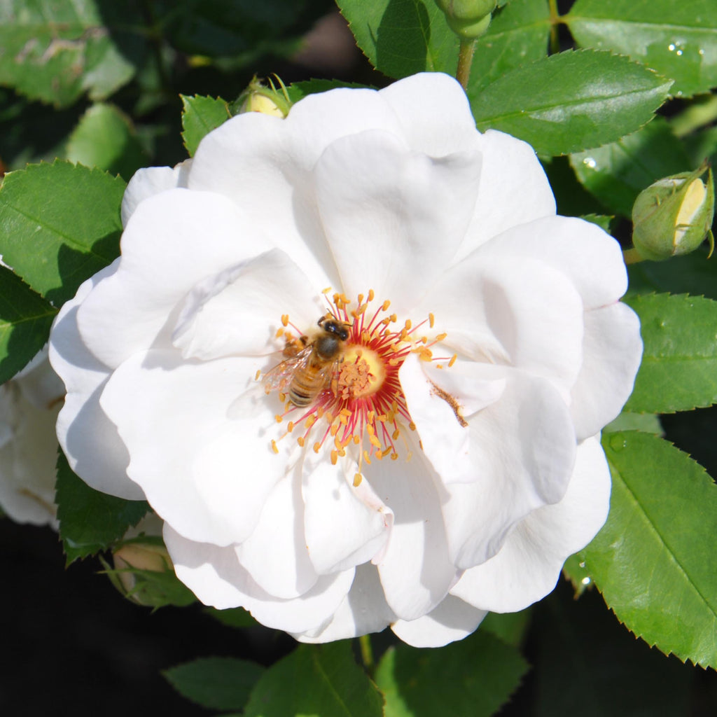 Jacqueline du Pré™