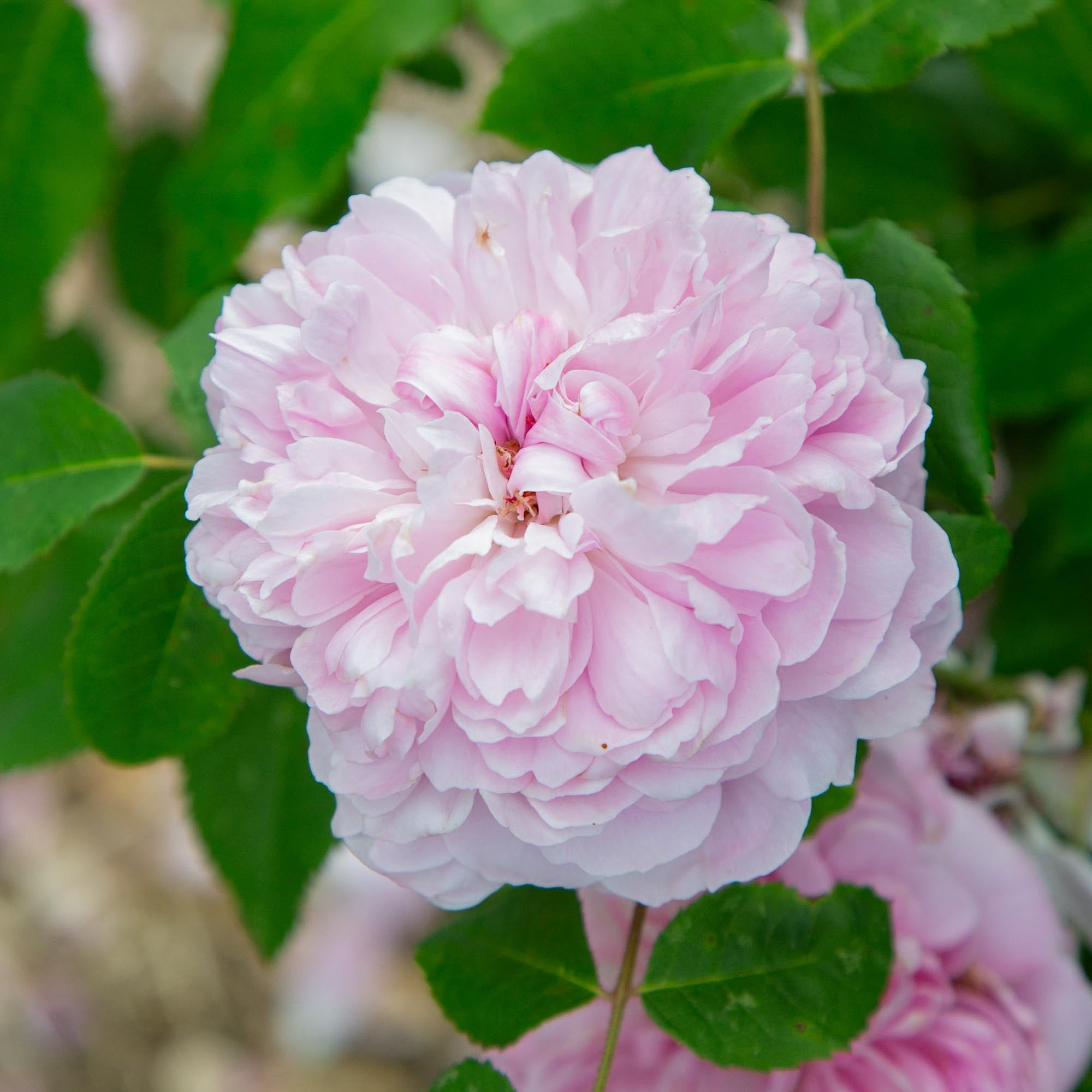 Jacques Cartier Portlands Rose | Fragrant Rose Bush – Heirloom