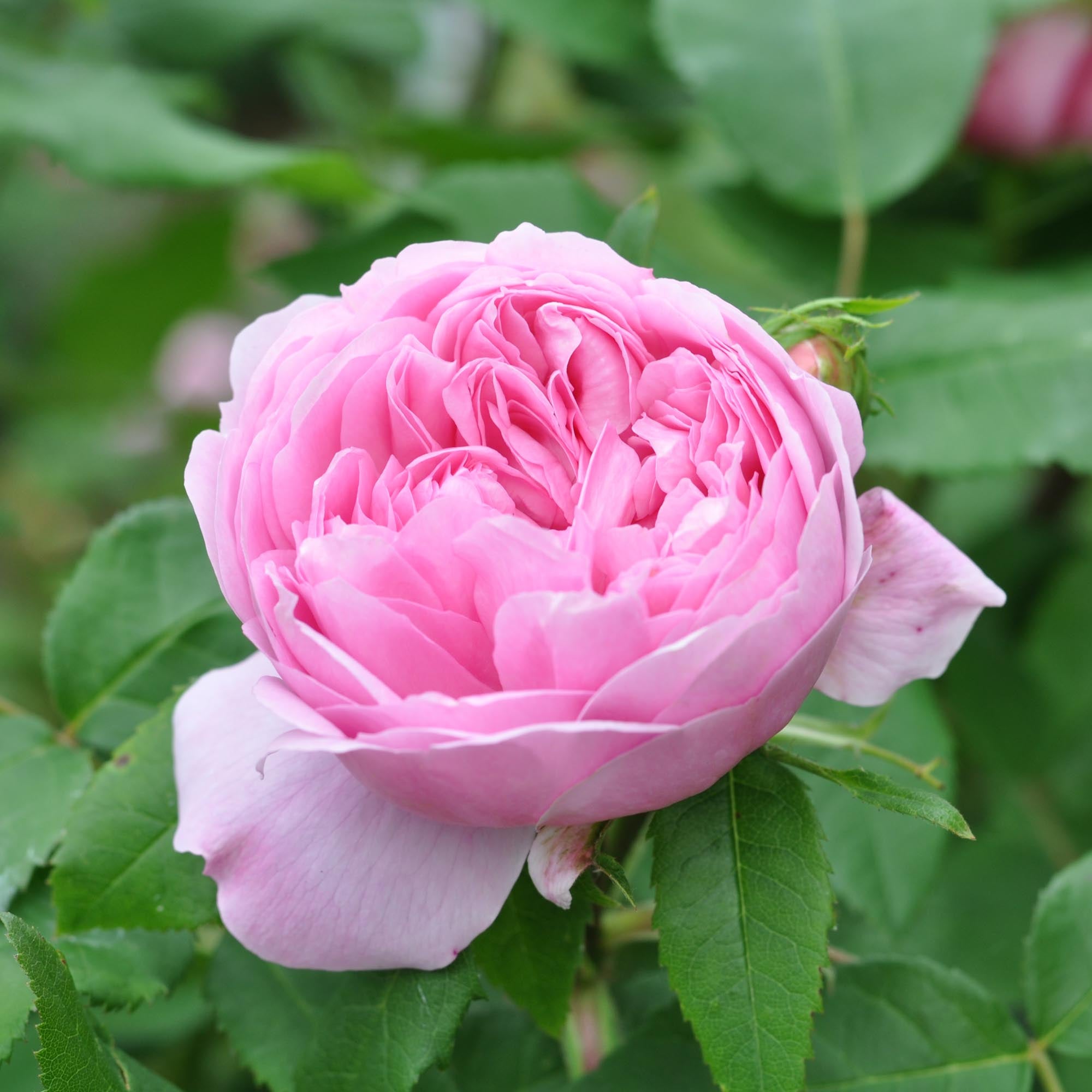 Jacques Cartier Portlands Rose | Fragrant Rose Bush – Heirloom