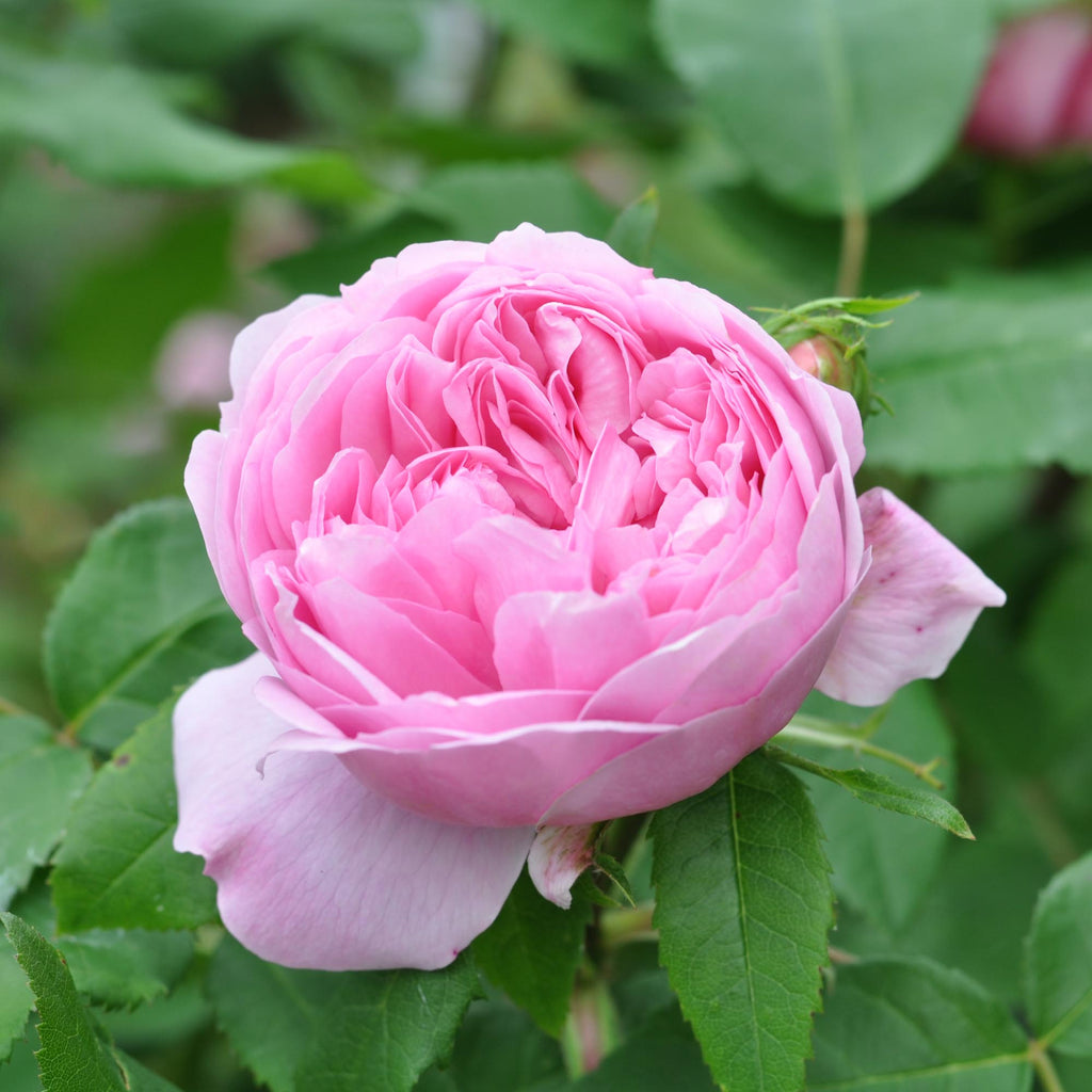 Jacques Cartier