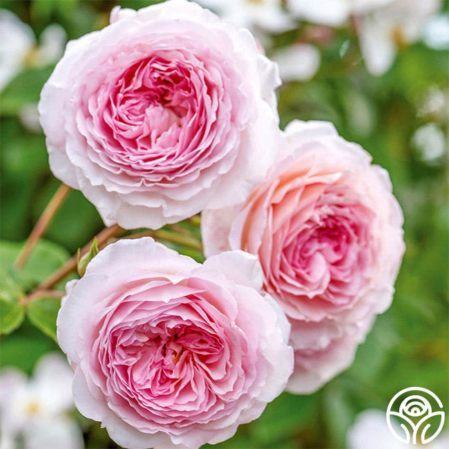 James Galway® Roses - HeirloomRoses.com
