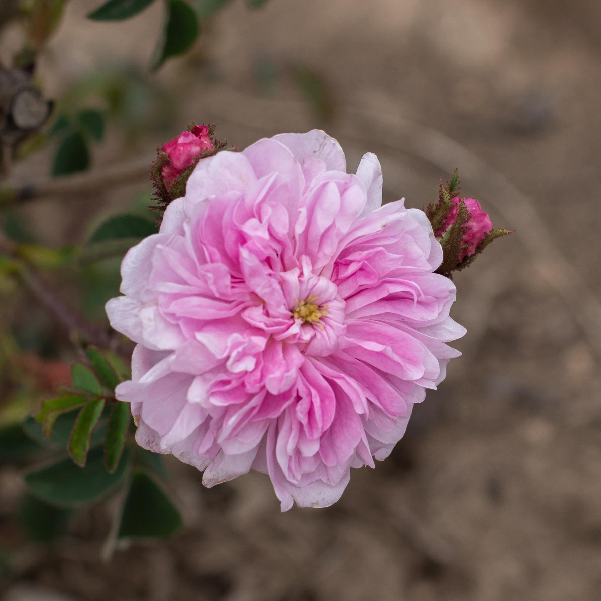 James Mitchell Moss Rose | Fragrant Rose Plant – Heirloom