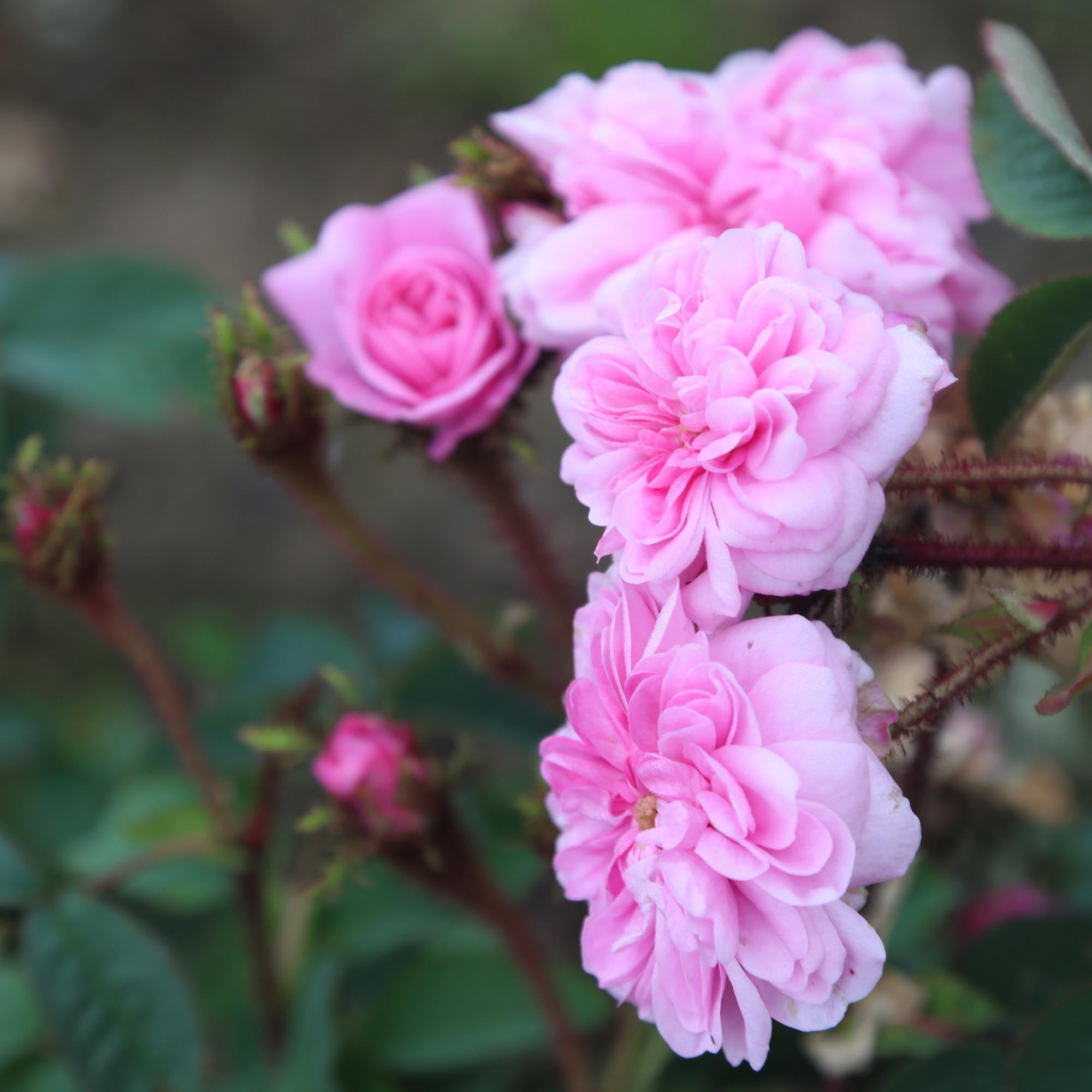 James Mitchell Moss Rose | Fragrant Rose Plant – Heirloom