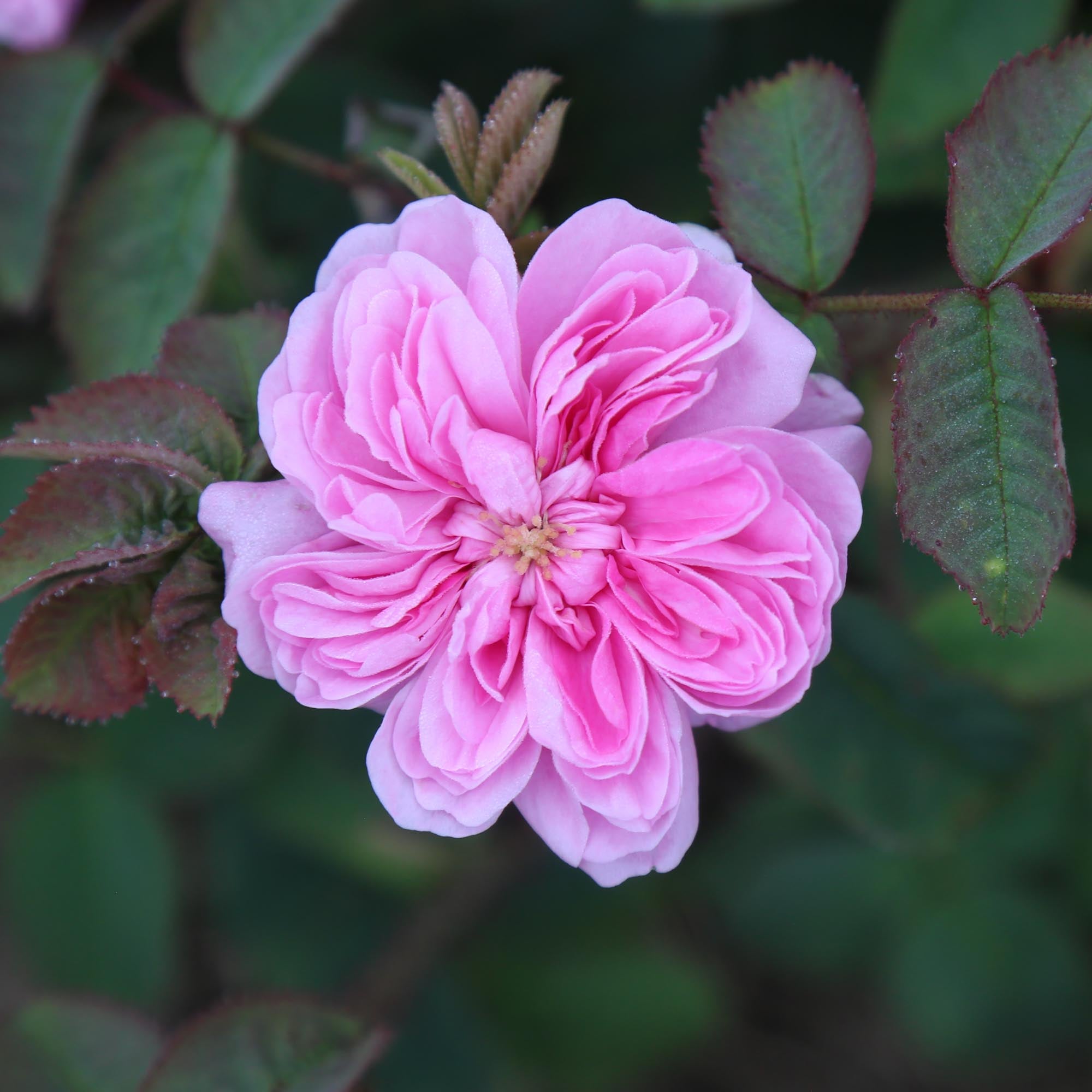 James Mitchell Moss Rose | Fragrant Rose Plant – Heirloom
