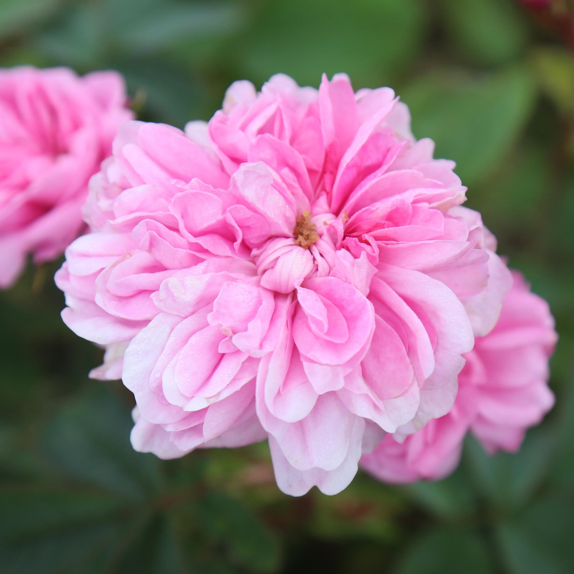 専用【m−rose様】 James Mitchell Moss Rose | Fragrant Rose Plant – Heirloom