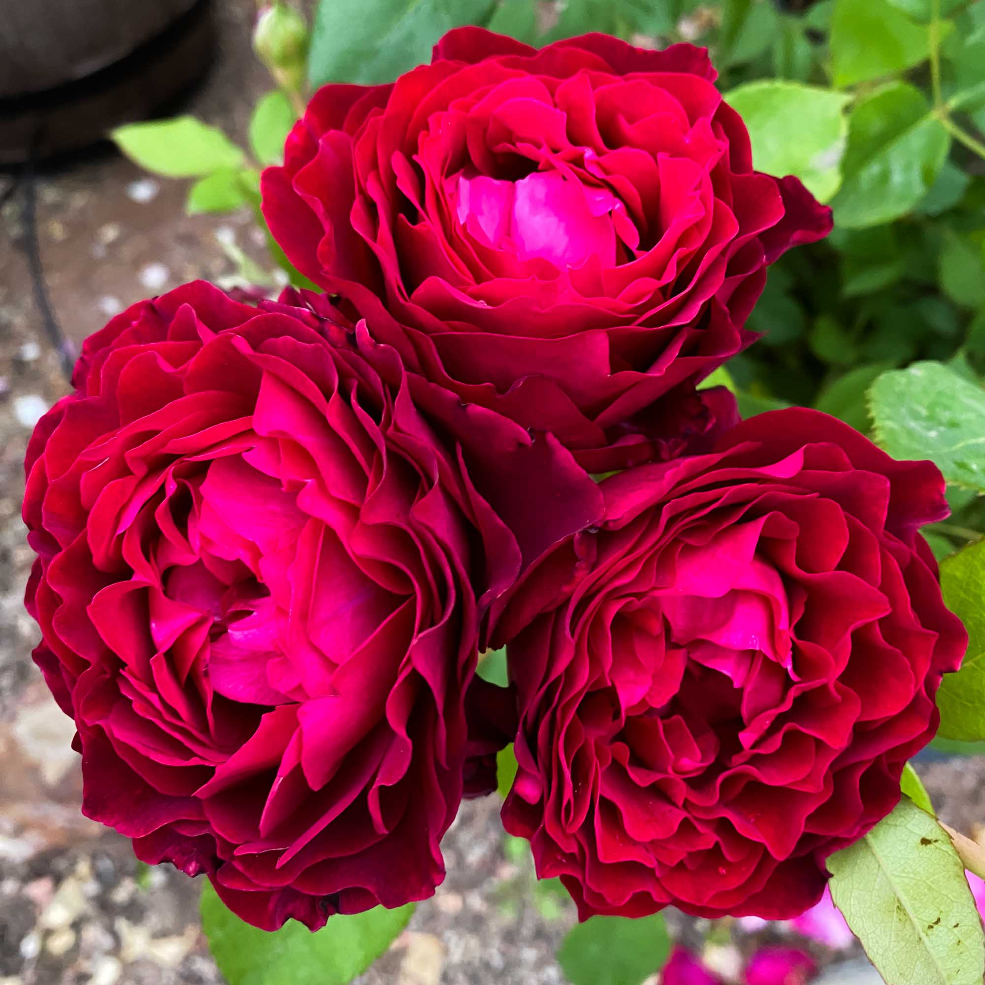 Janice Kellogg Floribunda Rose | Red Rose Plant – Heirloom