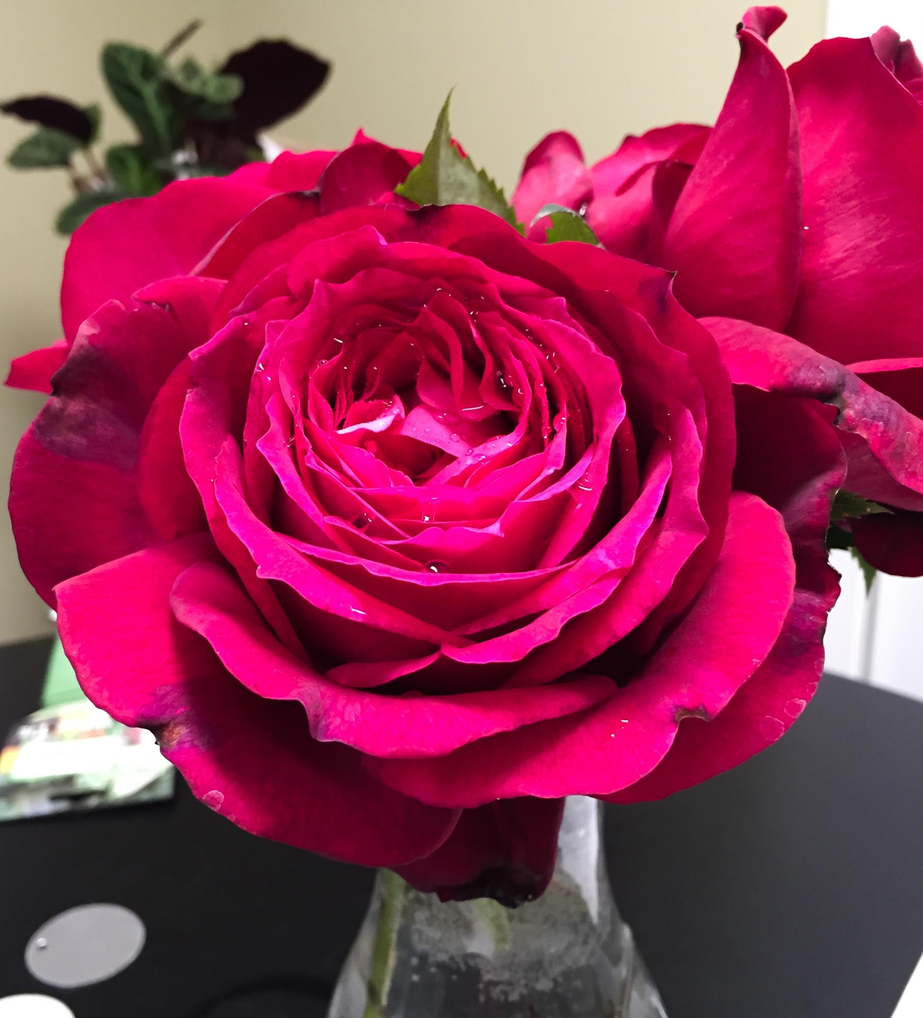 ♡ROSE♡ Janice Kellogg Floribunda Rose | Red Rose Plant – Heirloom