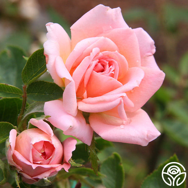 Jean-Kenneally_grande.jpg?v=