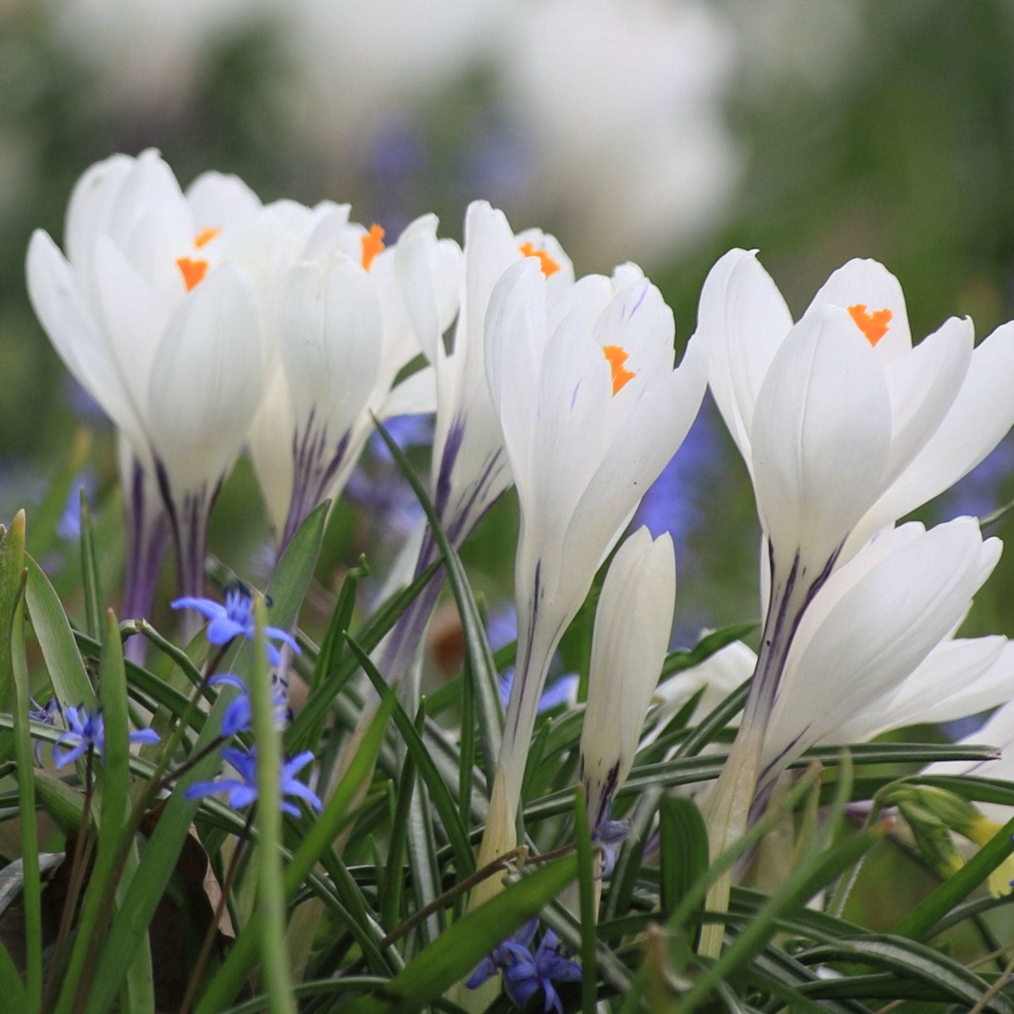 Jeanne d'Arc | Crocus Plant – Heirloom