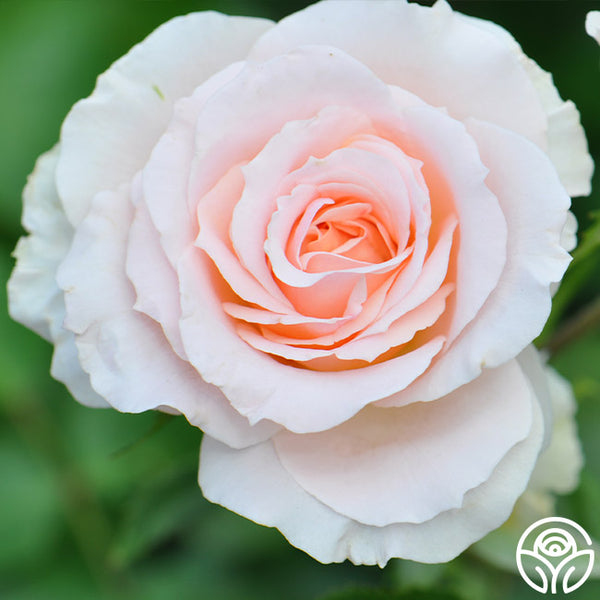 Johann Strauss – Heirloom