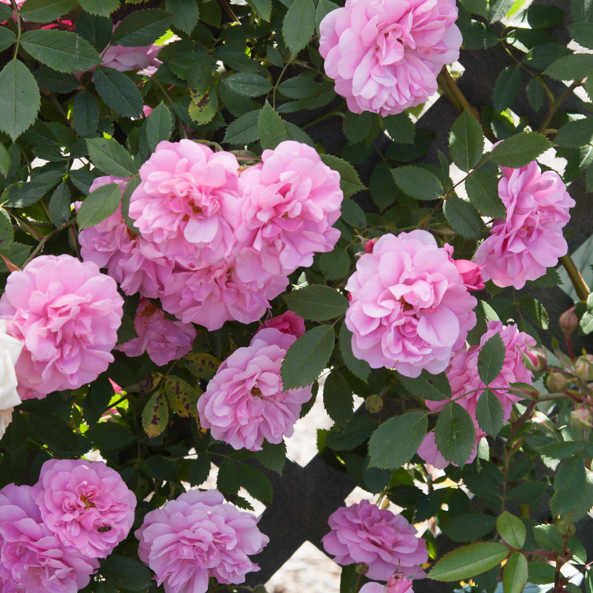 John Davis Hardy Rose | Pink Rose Bush – Heirloom