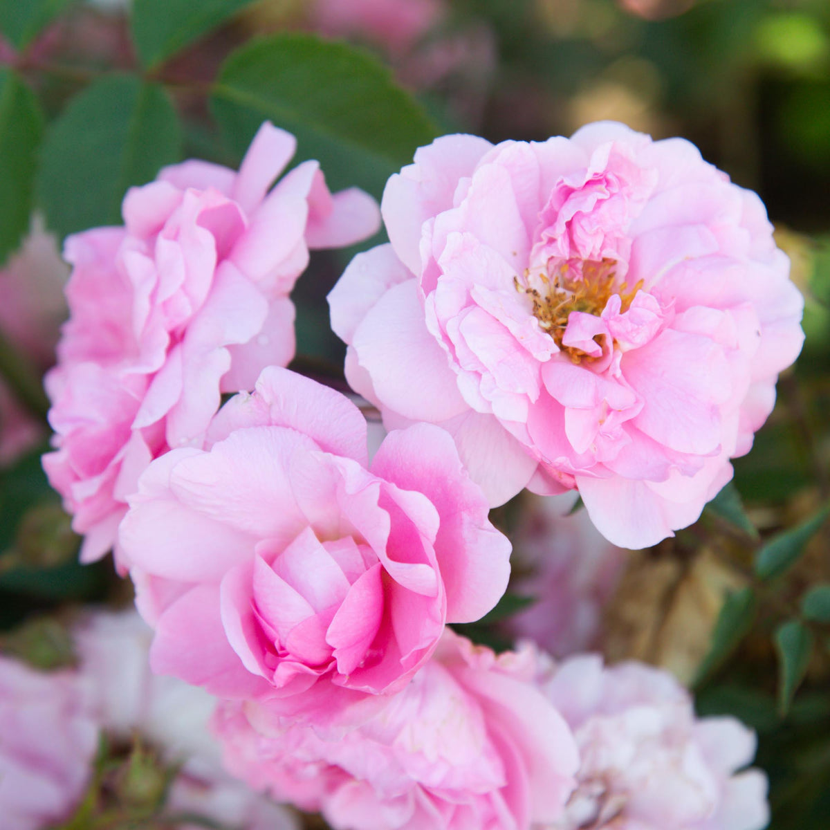 John Davis Hardy Rose | Pink Rose Bush – Heirloom