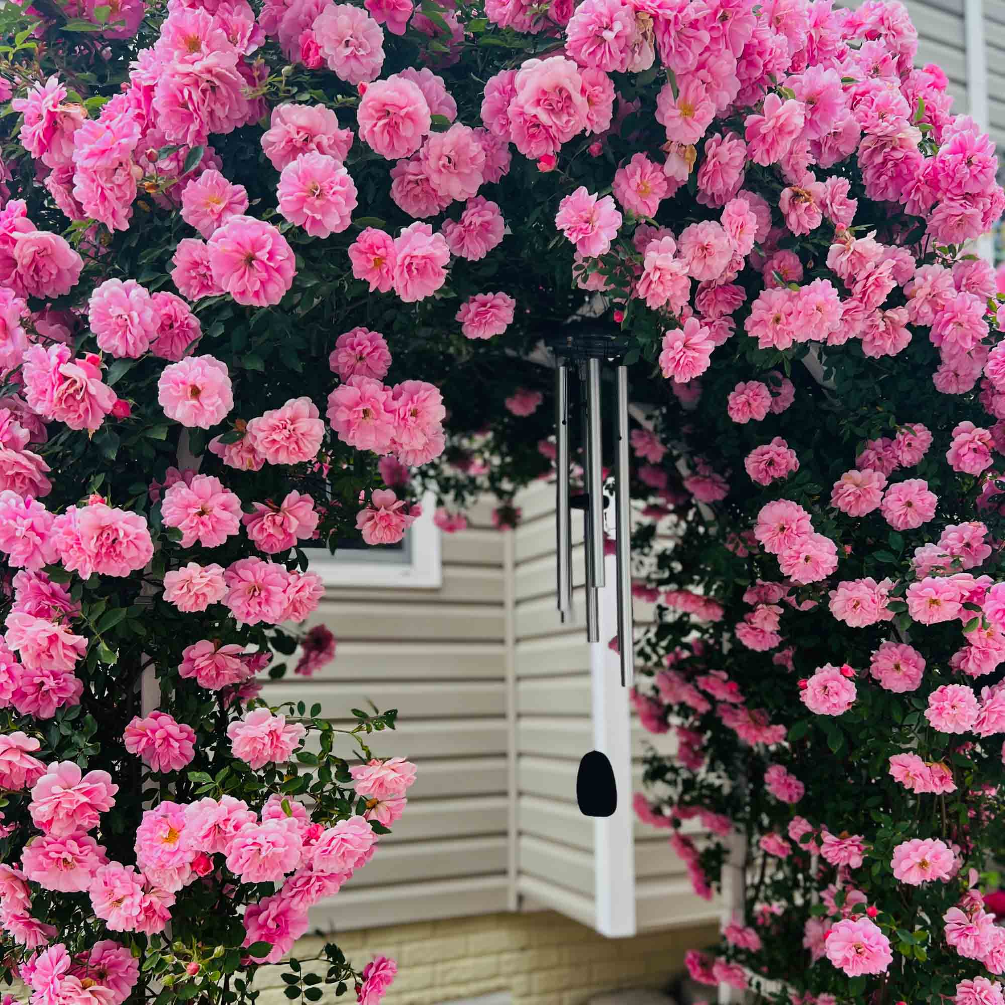 Rosa Rugosa Rubra Rugosa Rose | Fragrant Rose Plant – Heirloom
