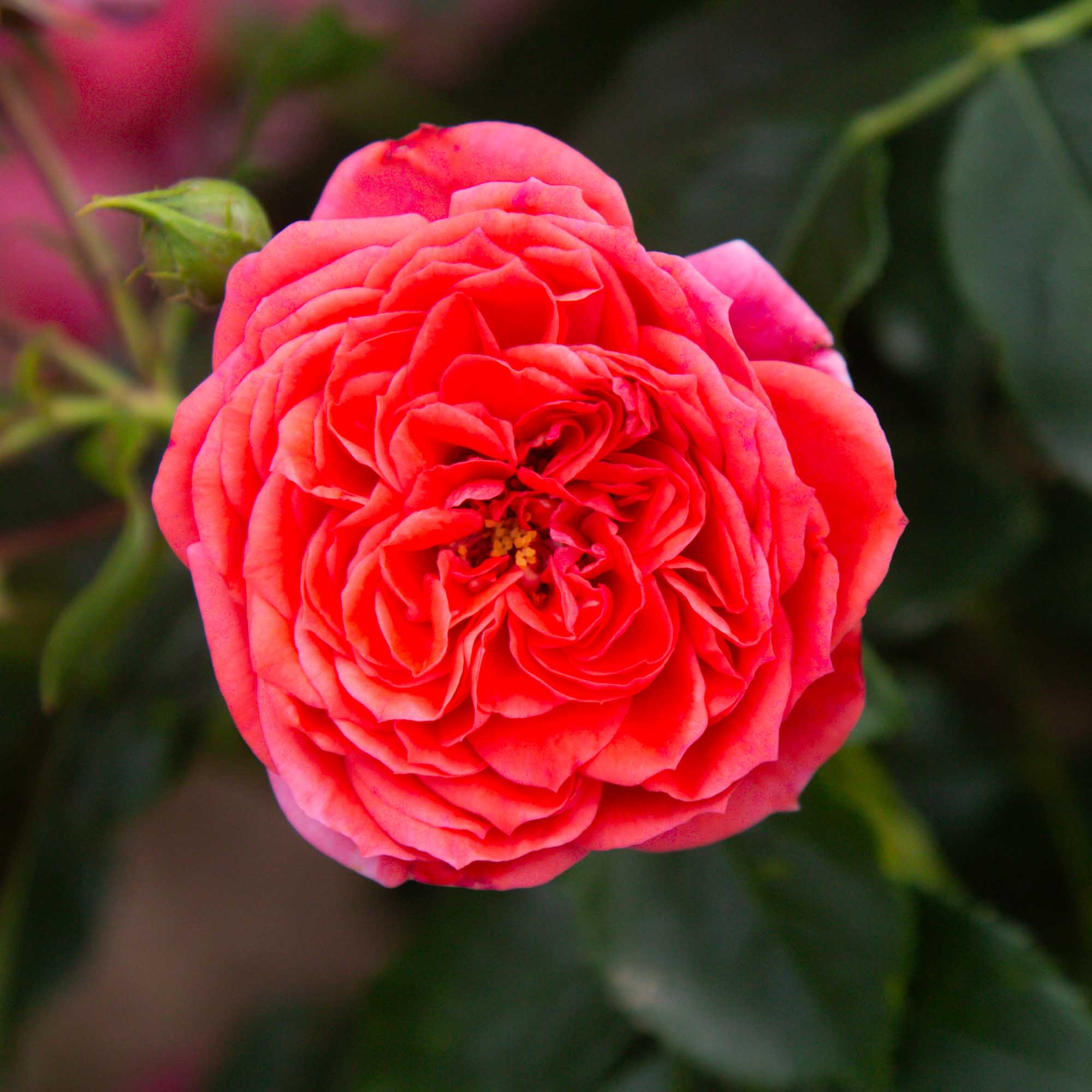 Veranda Jolie Floribunda Rose | Red Rose Plant – Heirloom