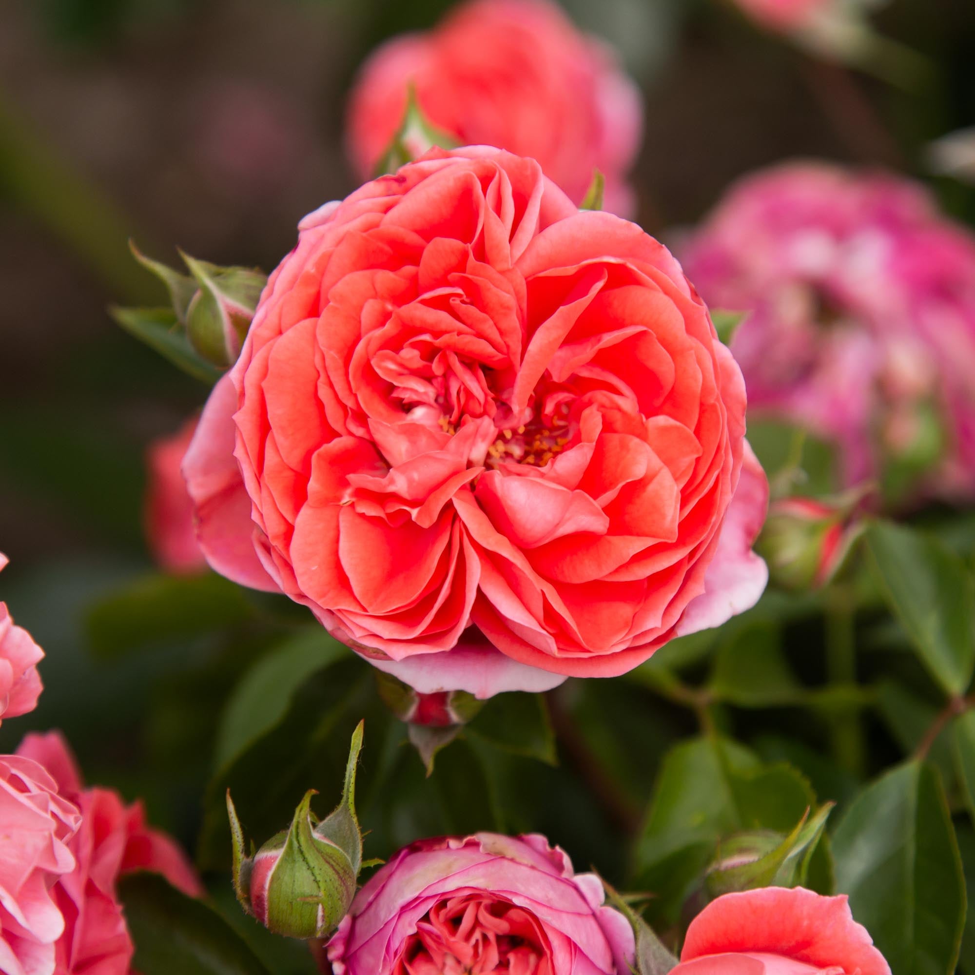 Veranda Jolie Floribunda Rose | Red Rose Plant – Heirloom