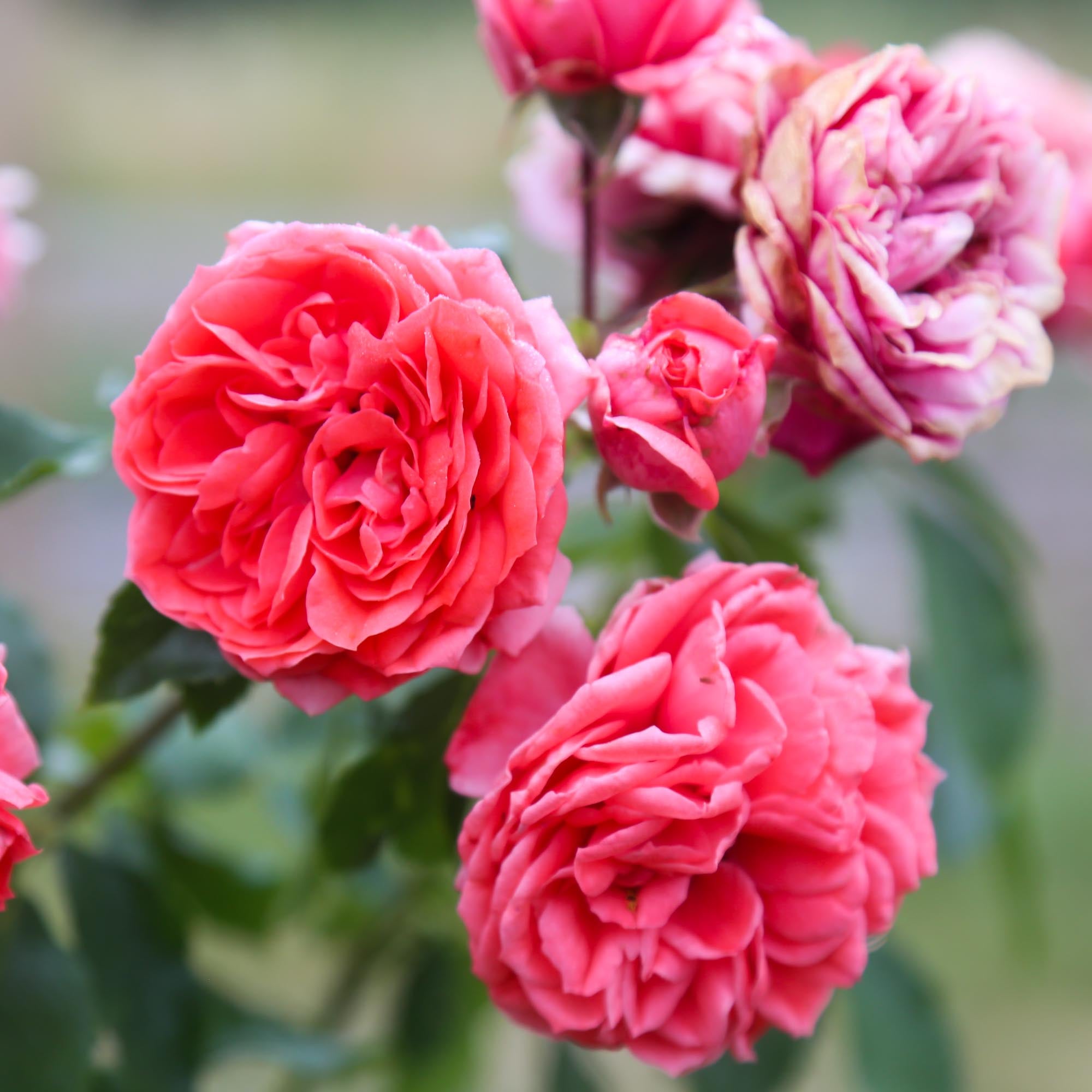 Veranda Jolie Floribunda Rose | Red Rose Plant – Heirloom