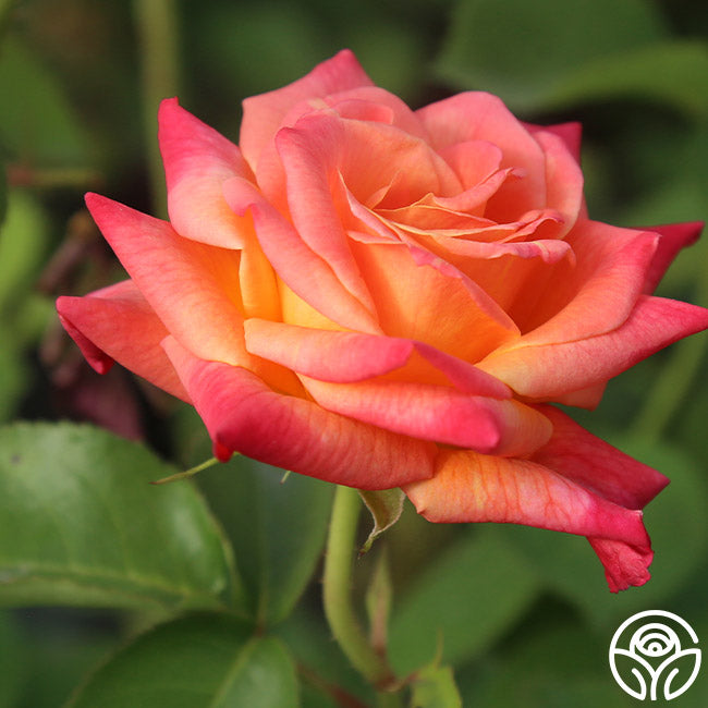 Heirloom Roses Joseph's Coat Climbing Rose - Thumbnail 3