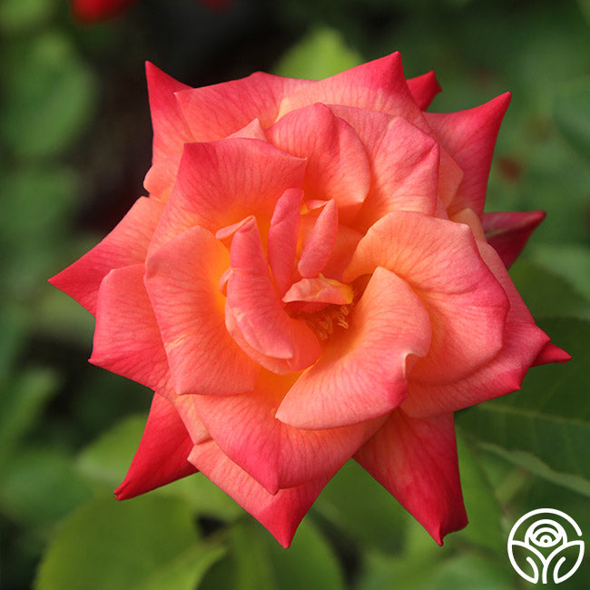 Heirloom Roses Joseph's Coat Climbing Rose - Thumbnail 2