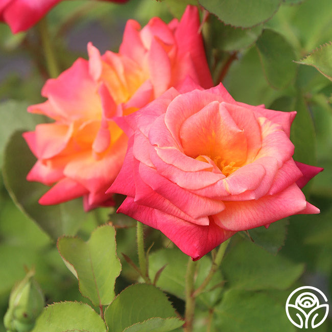 Joseph's Coat Climbing Rose | Heirloom Roses