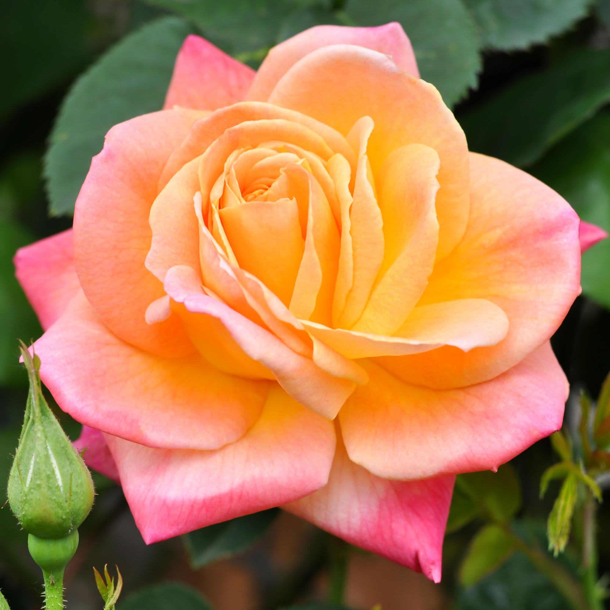 Joseph's Coat Climbing Rose | Heirloom Roses