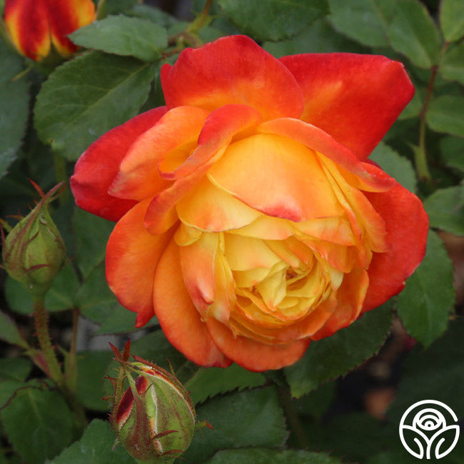 Heirloom Roses Judy Garland - Thumbnail 3