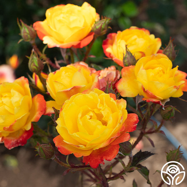 Heirloom Roses Judy Garland - Thumbnail 2