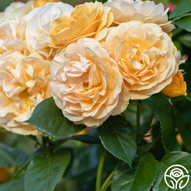 Heirloom Roses Julia Child Rose - Thumbnail 5