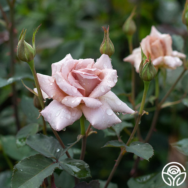 Julia's Rose®