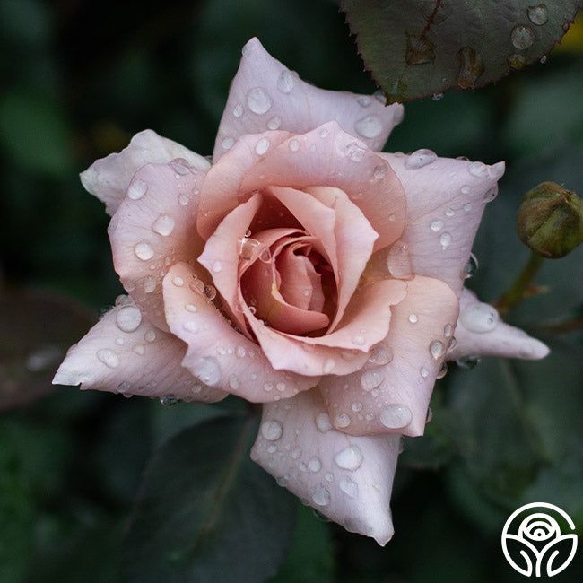 Julia's Rose®